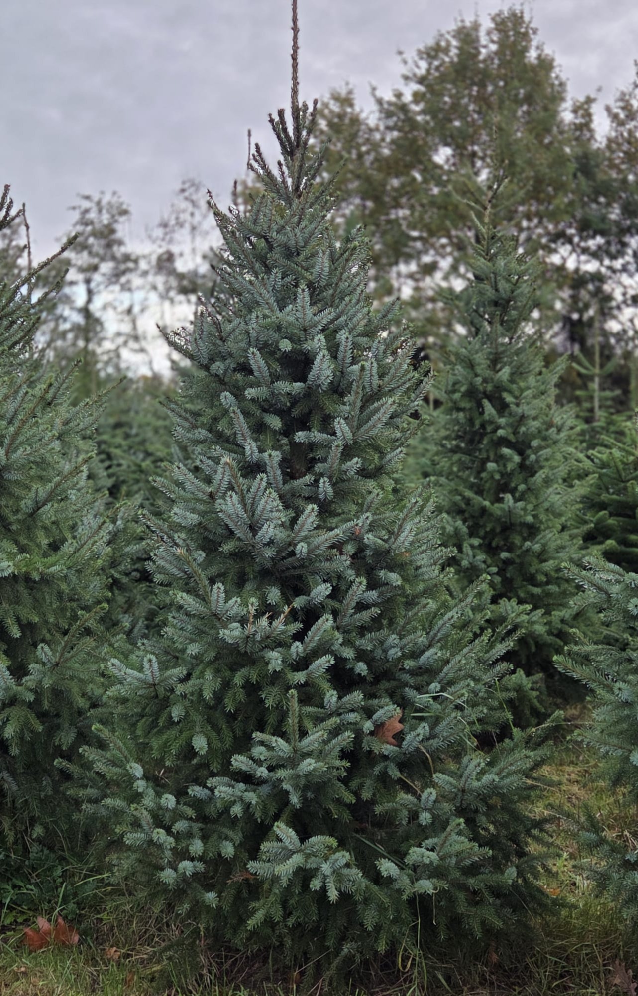 Picea Omorika